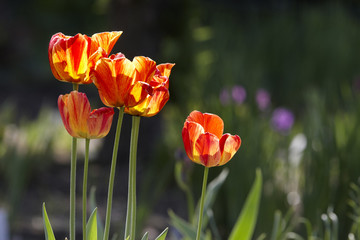 Tulips