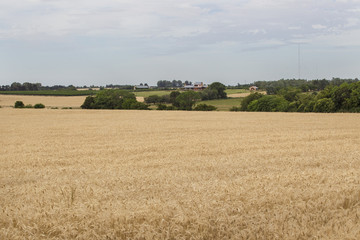Fototapeta na wymiar fields of wheat