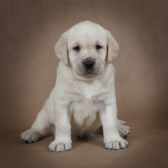 Cute little Labrador puppy