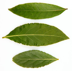Obraz premium Bay leafs or laurel leafs on white background