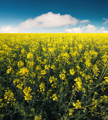 Flowers on the field. Agricultural landscape in the summer time