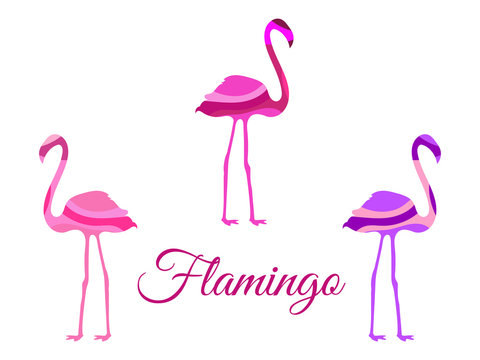 Flamingo. Flamingo isolated. Set of vector illustrations.