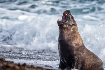 Roar of Male sea lion seal on the beach