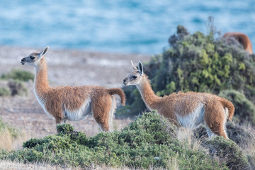 guanaco portrait in Argentina Patagonia close up