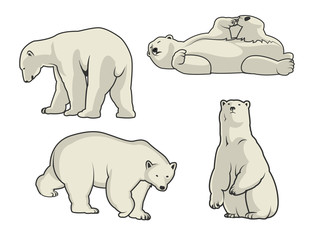Polar bear vector illustration