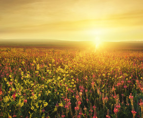 Naklejka premium Field with flowers during sundown. Beautiful agricultural landscape in the summer time