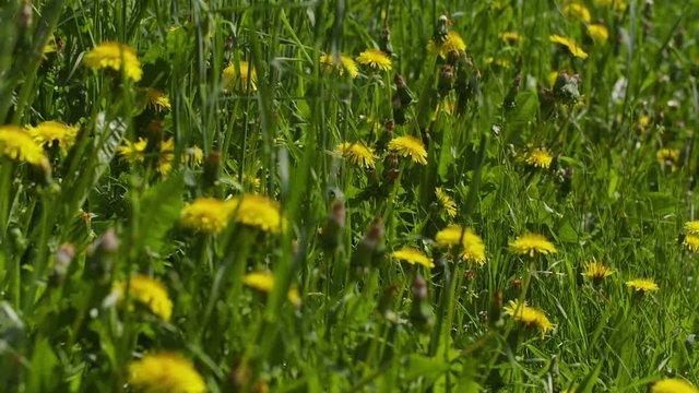 slow motion dandelions on sunny day, 180fps prores footage