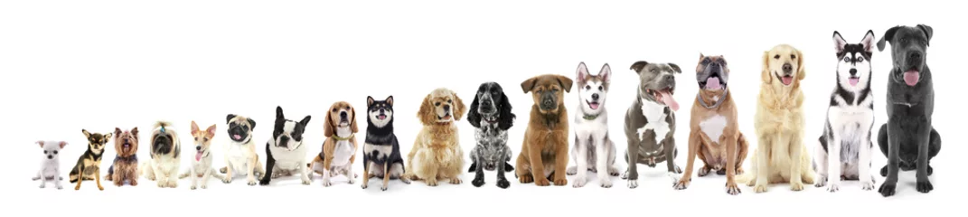 Fotobehang Hond Achttien zittende honden in rij, van klein tot groot, geïsoleerd op wit