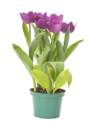 Beautiful tulips on white background