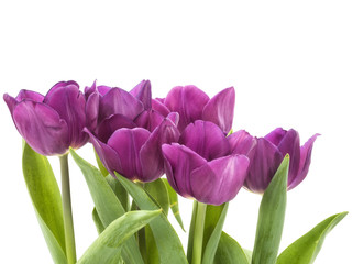 Beautiful tulips on white background