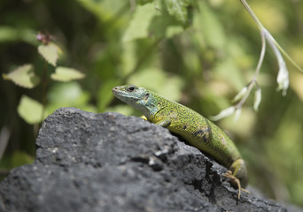 Green lizard