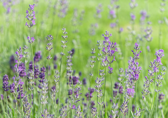 Obraz premium Lavender flowers