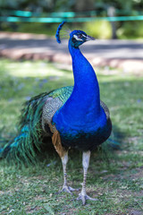 Obraz premium peacock strutting his stuff