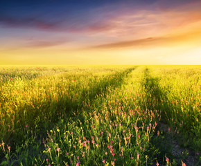 Panele Szklane Podświetlane  Pole z kwiatami podczas zachodu słońca. Piękny letni krajobraz