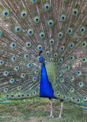 peacock strutting his stuff