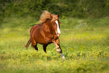Red horse with long mane run gallop