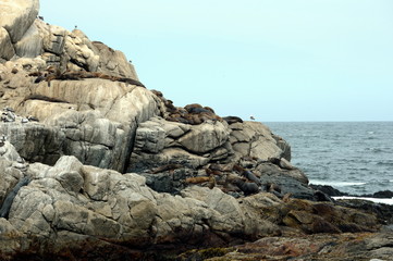 A rookery of southern sea lions in Vina del Mar.