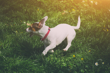 Jack russell dog never takes pause.