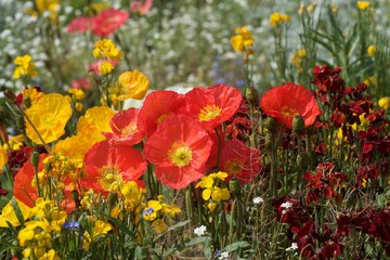 field of beautiful red and yellow poppies