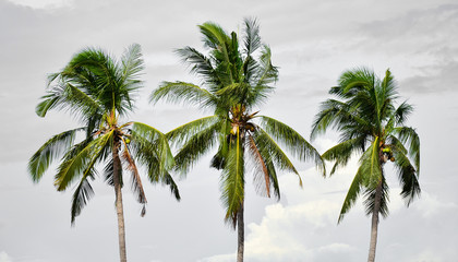 Fototapeta premium Three coconut tree stands on the background sky after rain.