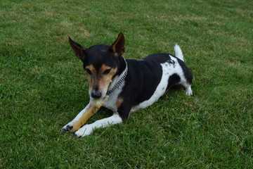 Jack Russel