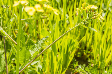 Leaf - Raphanus raphanistrum.