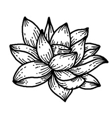 Obraz premium Lotus
