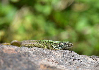 Green lizard