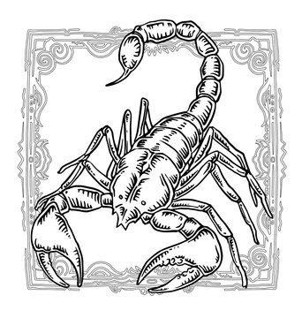 Scorpion, Zodiac illustration.