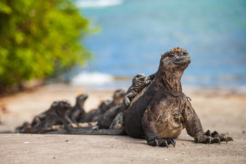 Obraz premium Marine iguana