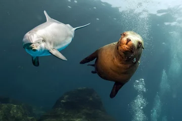 Papier Peint photo Dauphin dauphin et lion de mer sous l& 39 eau gros plan