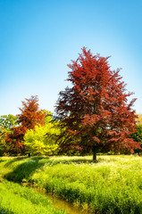 Spring scenic view with red tree