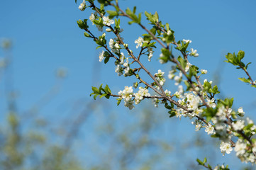 Flowering plum tree against the blue sky