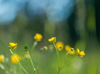 Wild yellow buttercups flowers