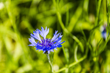 Centaurea cyanus, cornflower.