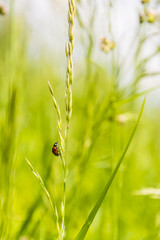 Coccinella septempunctata - ladybug (ladybird).