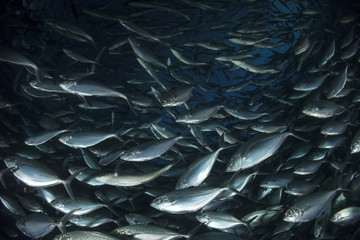Tuna fish in sea