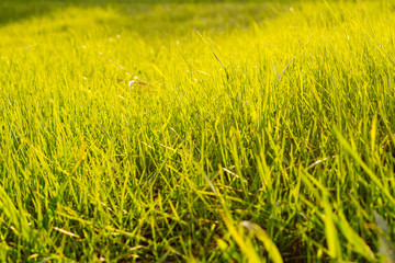 Green grass background