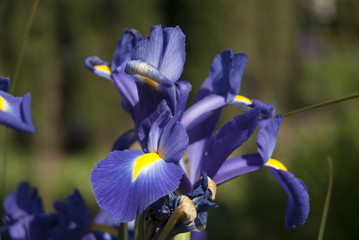 Fiori Colorati
