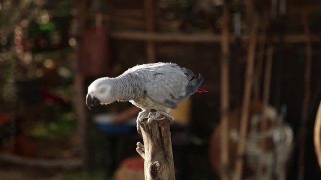  Large parrot eating