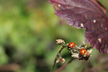 Coccinelles sous une feuille de ronce