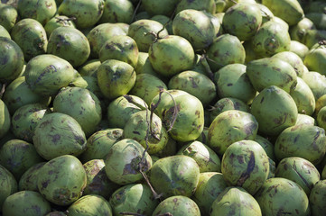 Pile of fresh green Brazilian coconuts sit outdoors in natural tropical sunlight at a kiosk in Rio de Janeiro, Brazil