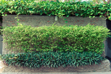green wall plant on concrete wall