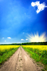 Countryside road and golden field of rapeseed.