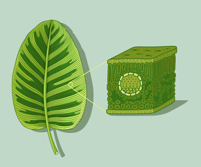 Cartoon leaf anatomy structure under microscopy. Botanical diagram illustration showing cross-section of leaves. Vector illustration. 