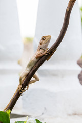 Garden lizard holding a twig 