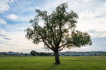 Fototapeta na wymiar 公園の木と重なる夕日