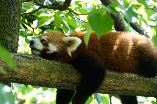 schlafender roter Panda auf einem Baumstamm