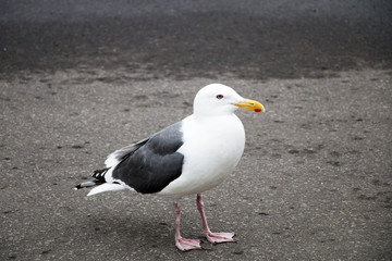 Seagulls at walking on the road