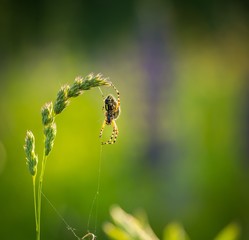 Cross spider (Araneus diadematus) sitting on his web